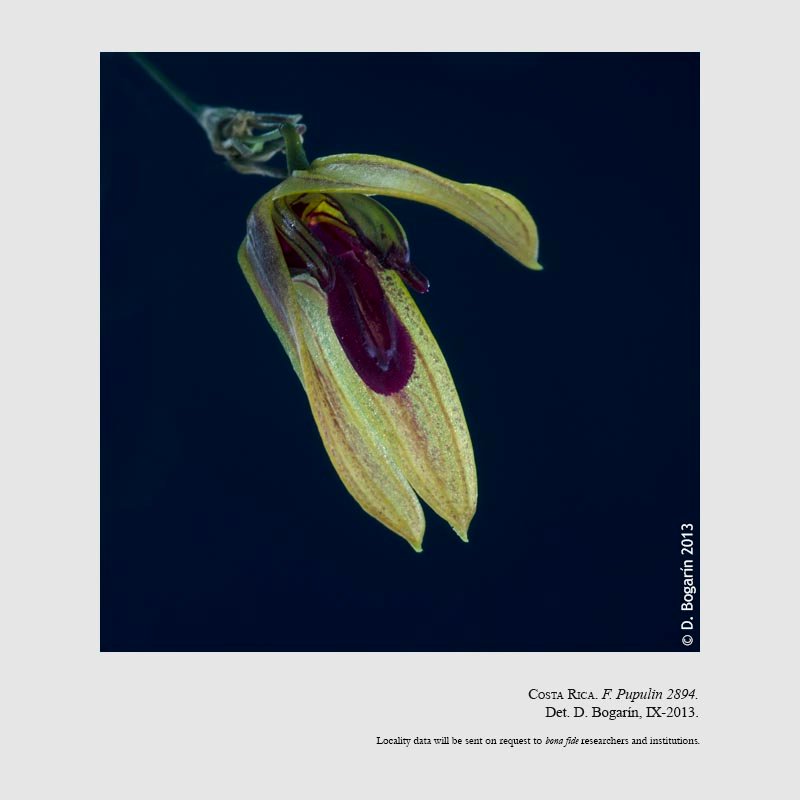 Specklinia vierlingii